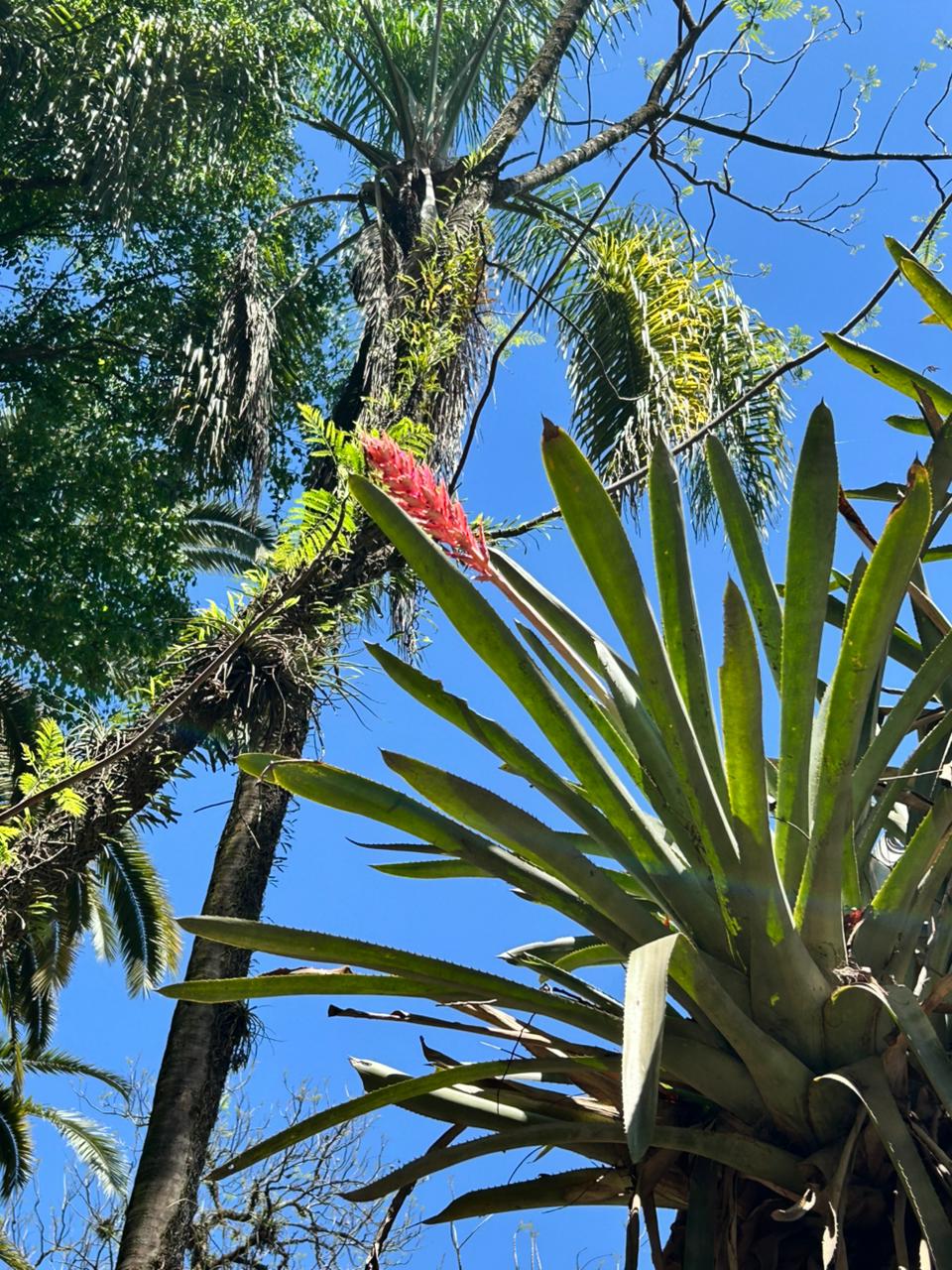Bromelia