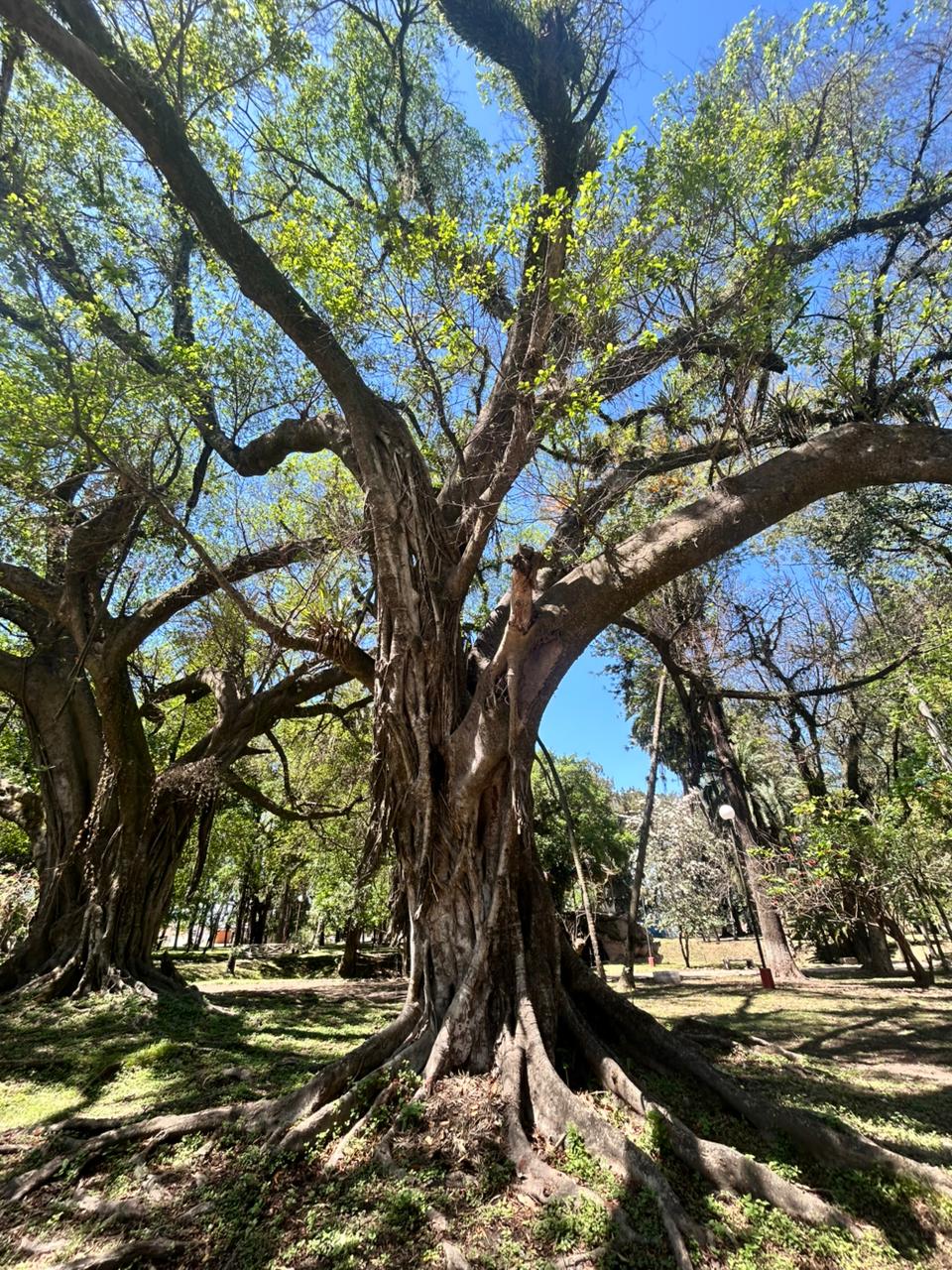 Higuera