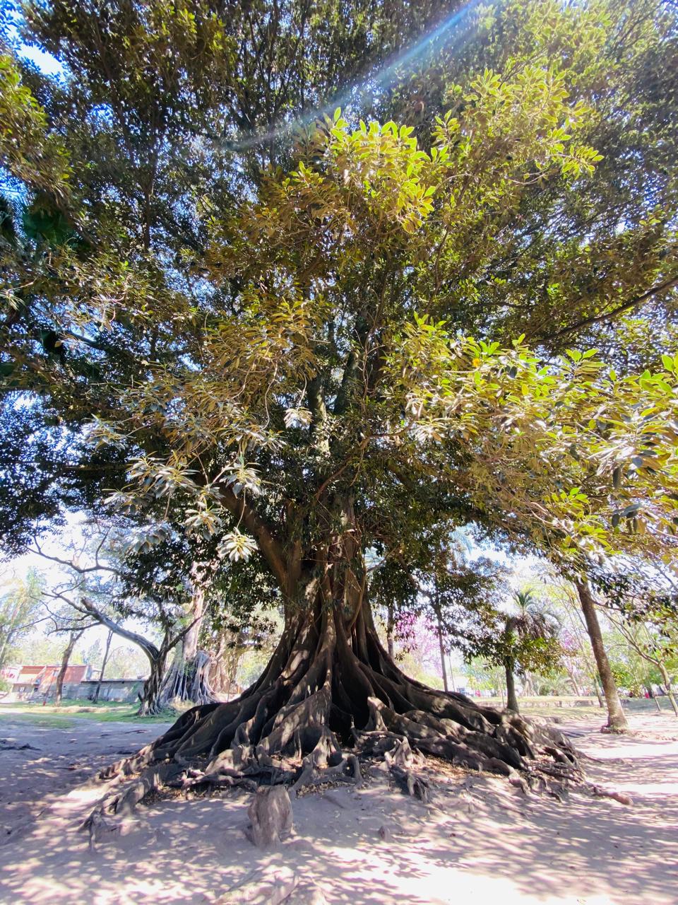 Laurel De La India