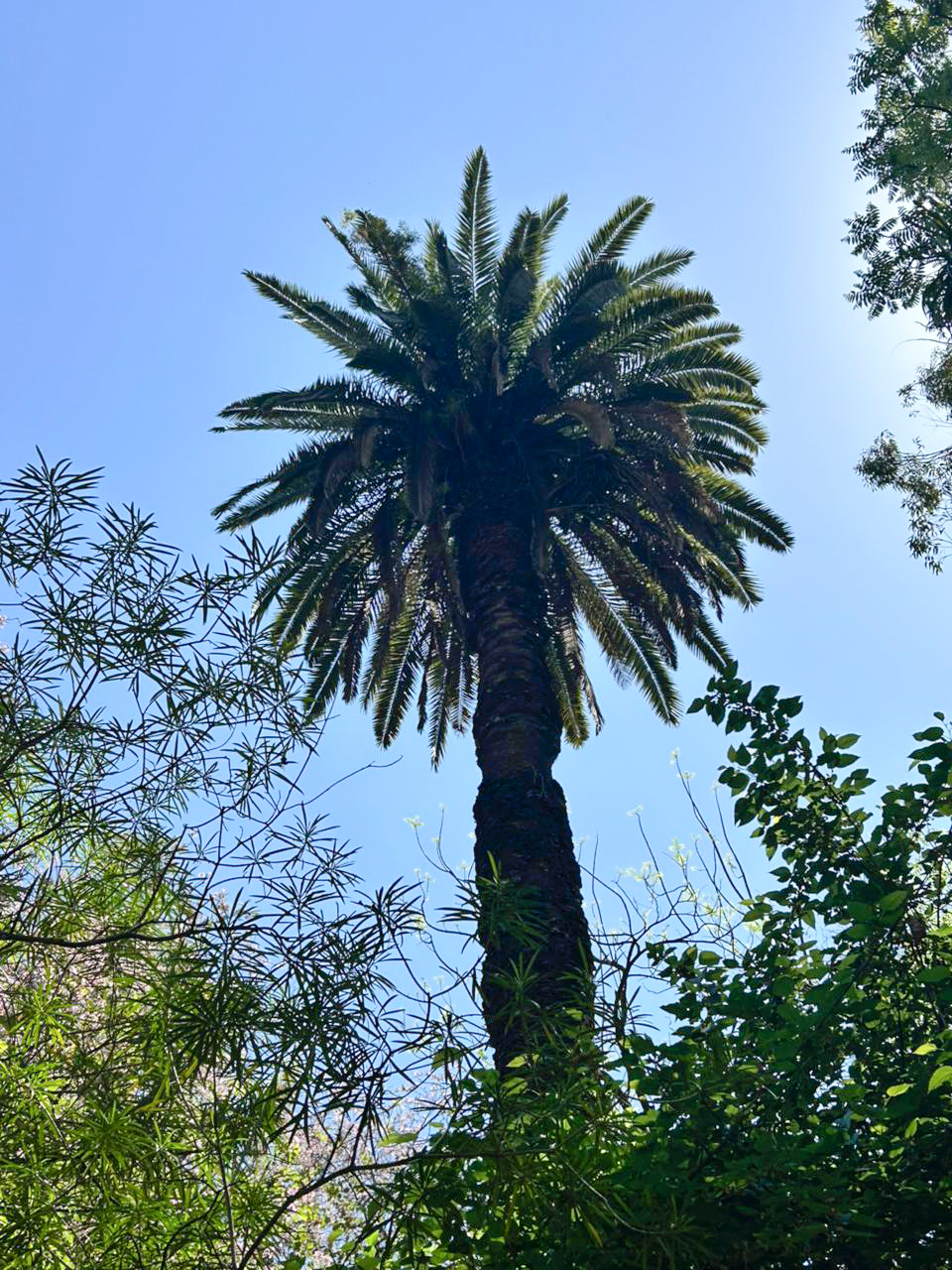 Palma De Canarias